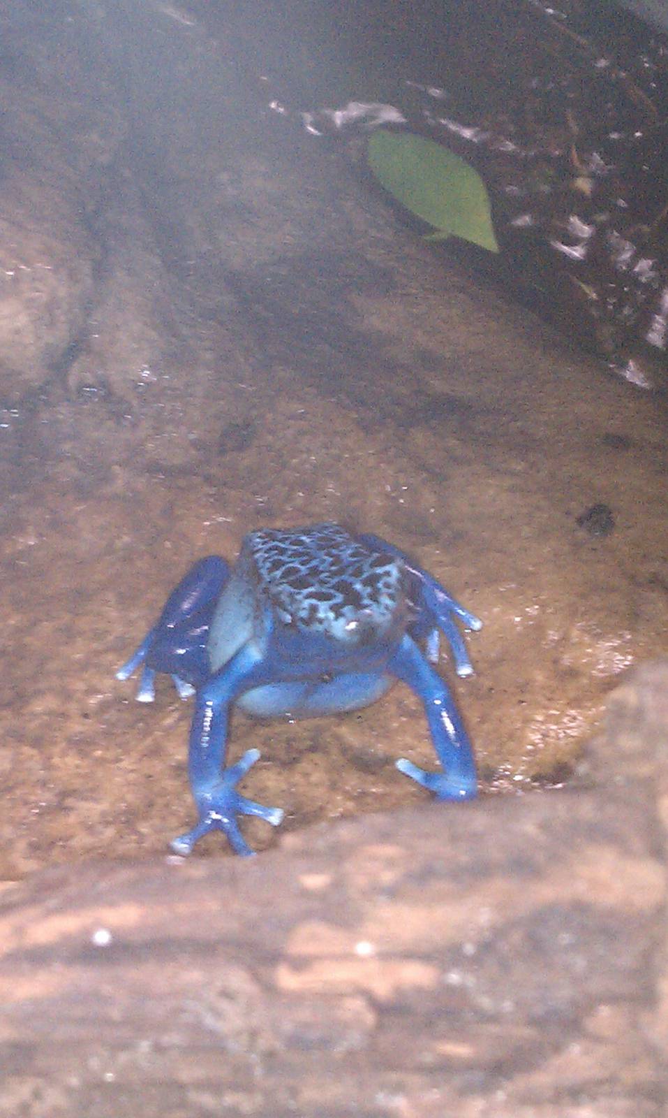 Poison Dart Frog