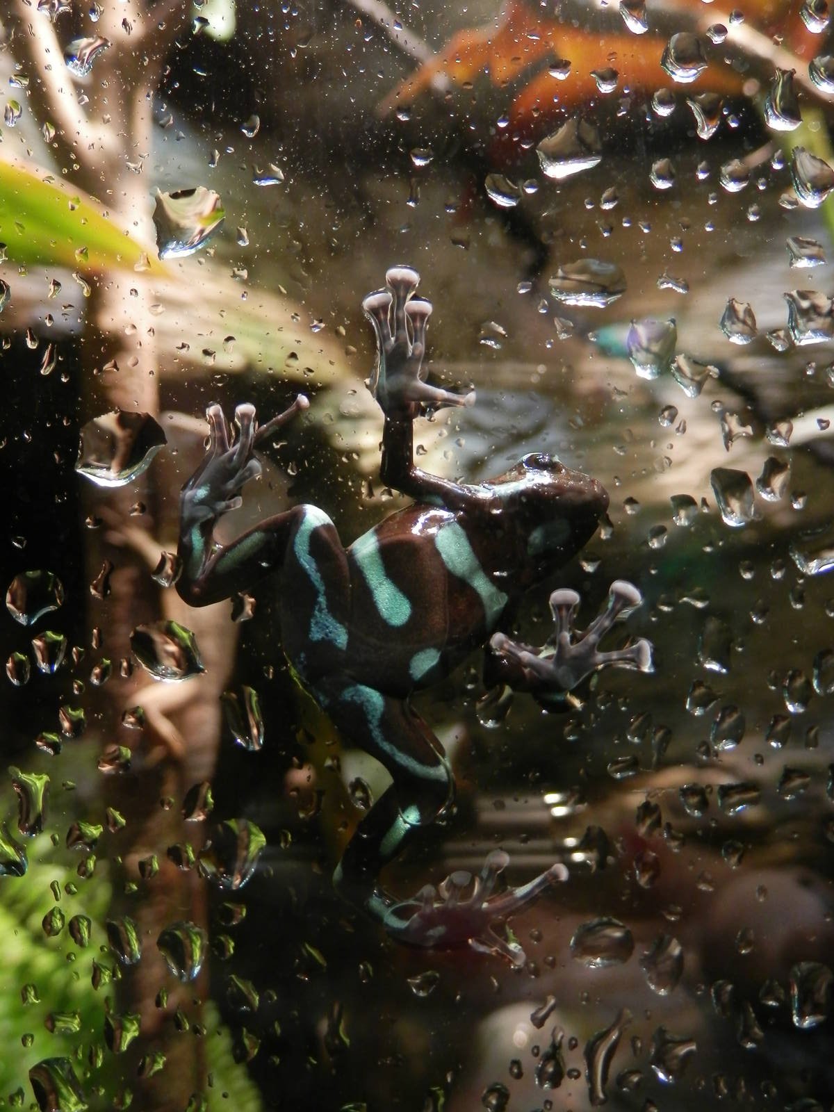 Poison Dart Frog