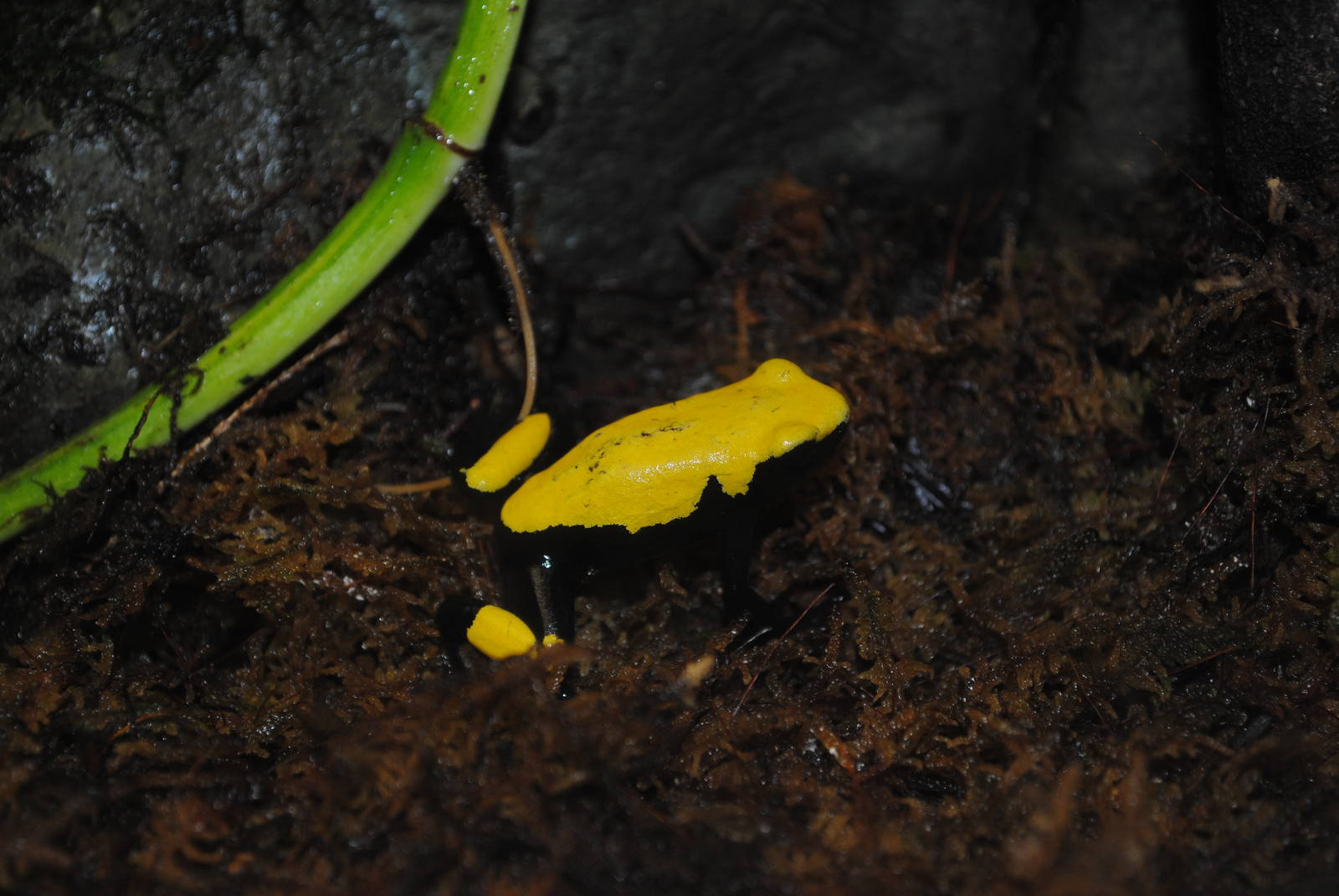 Poison Dart Frog