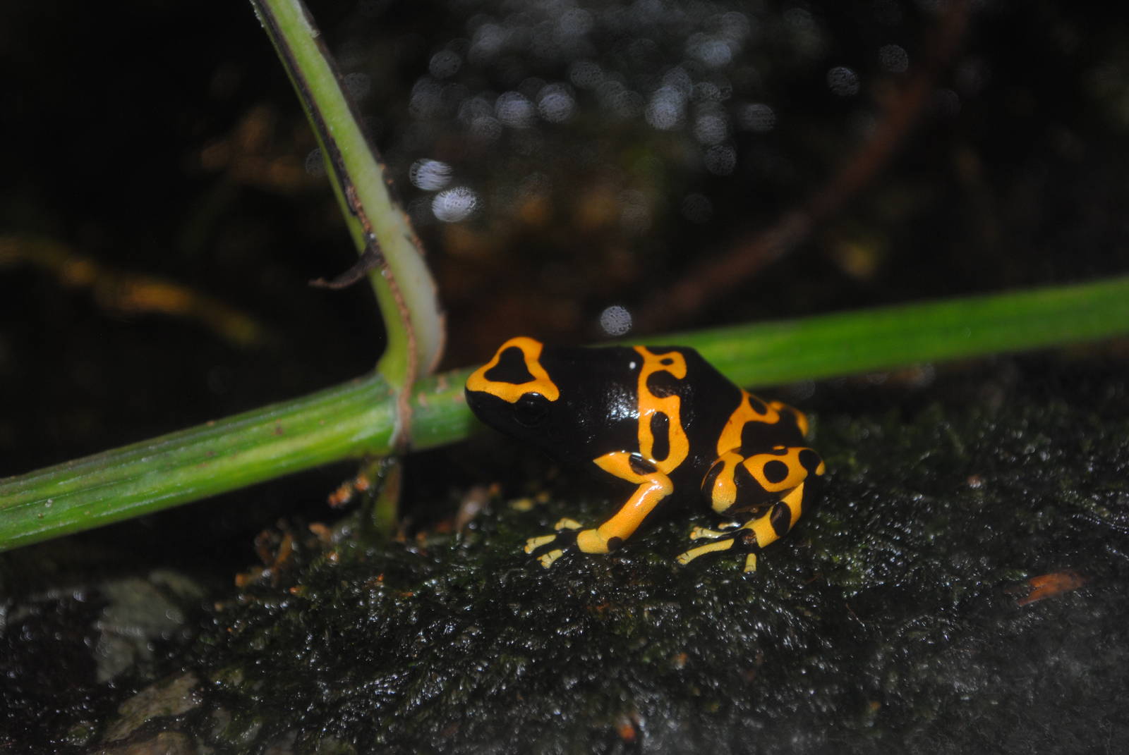 Poison Dart Frog
