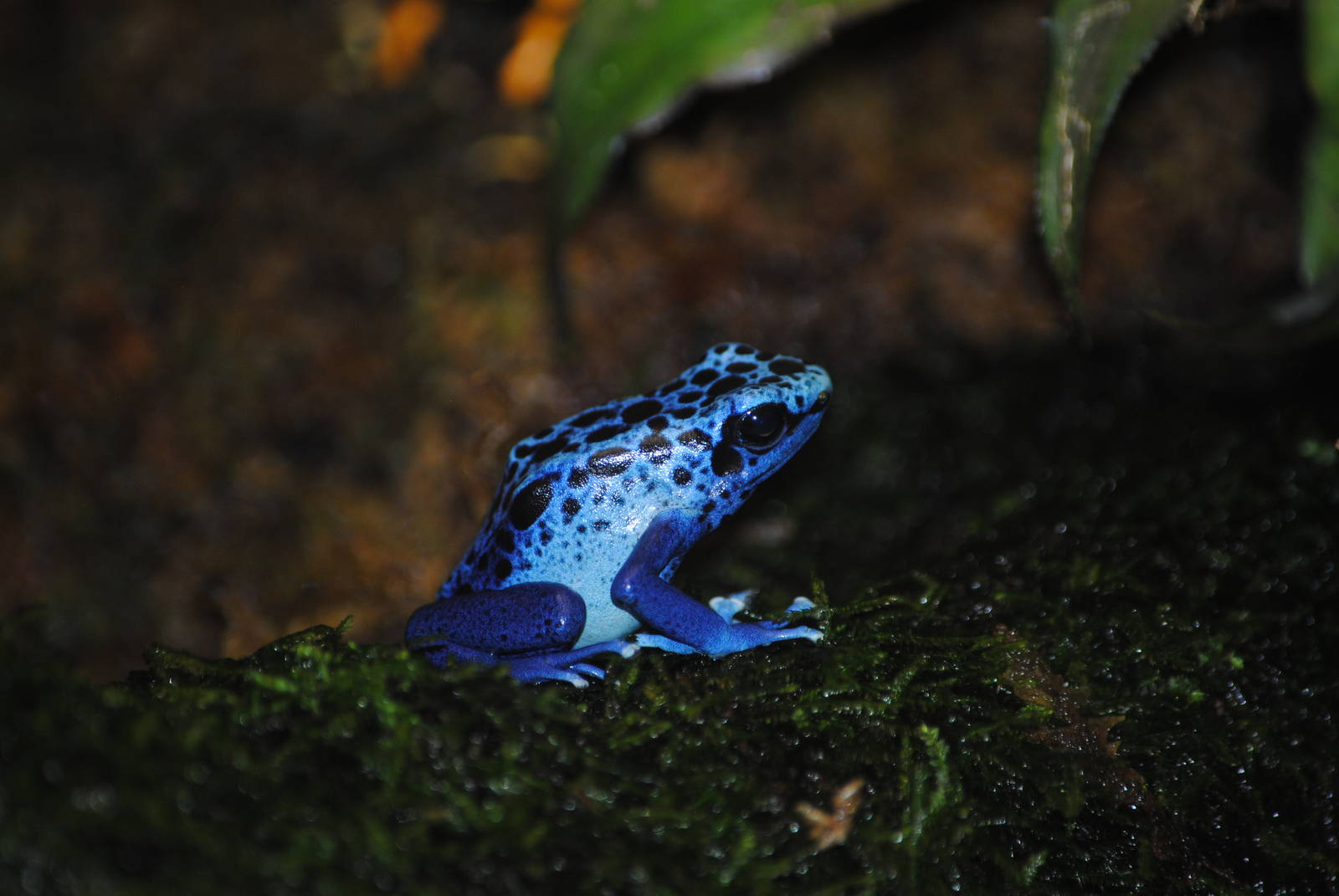 Poison Dart Frog