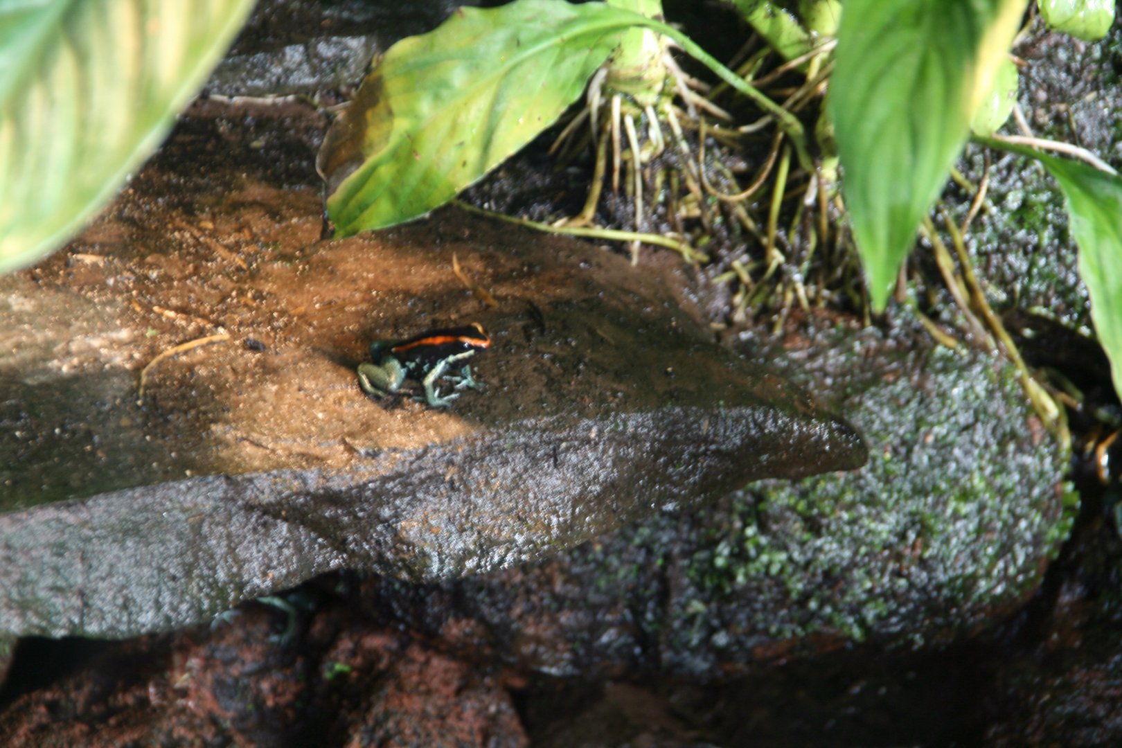 Poison dart frog