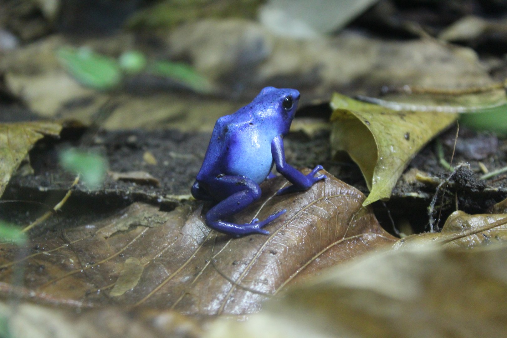 Poison Dart Frog