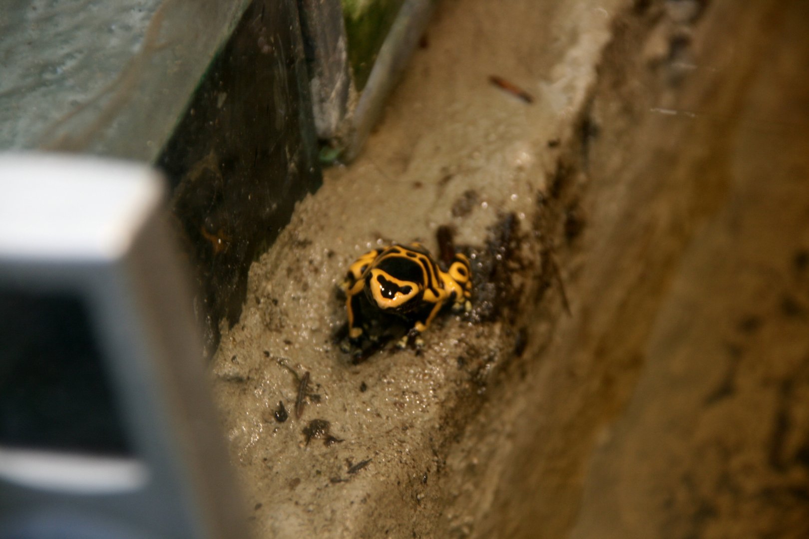 Poison dart frog