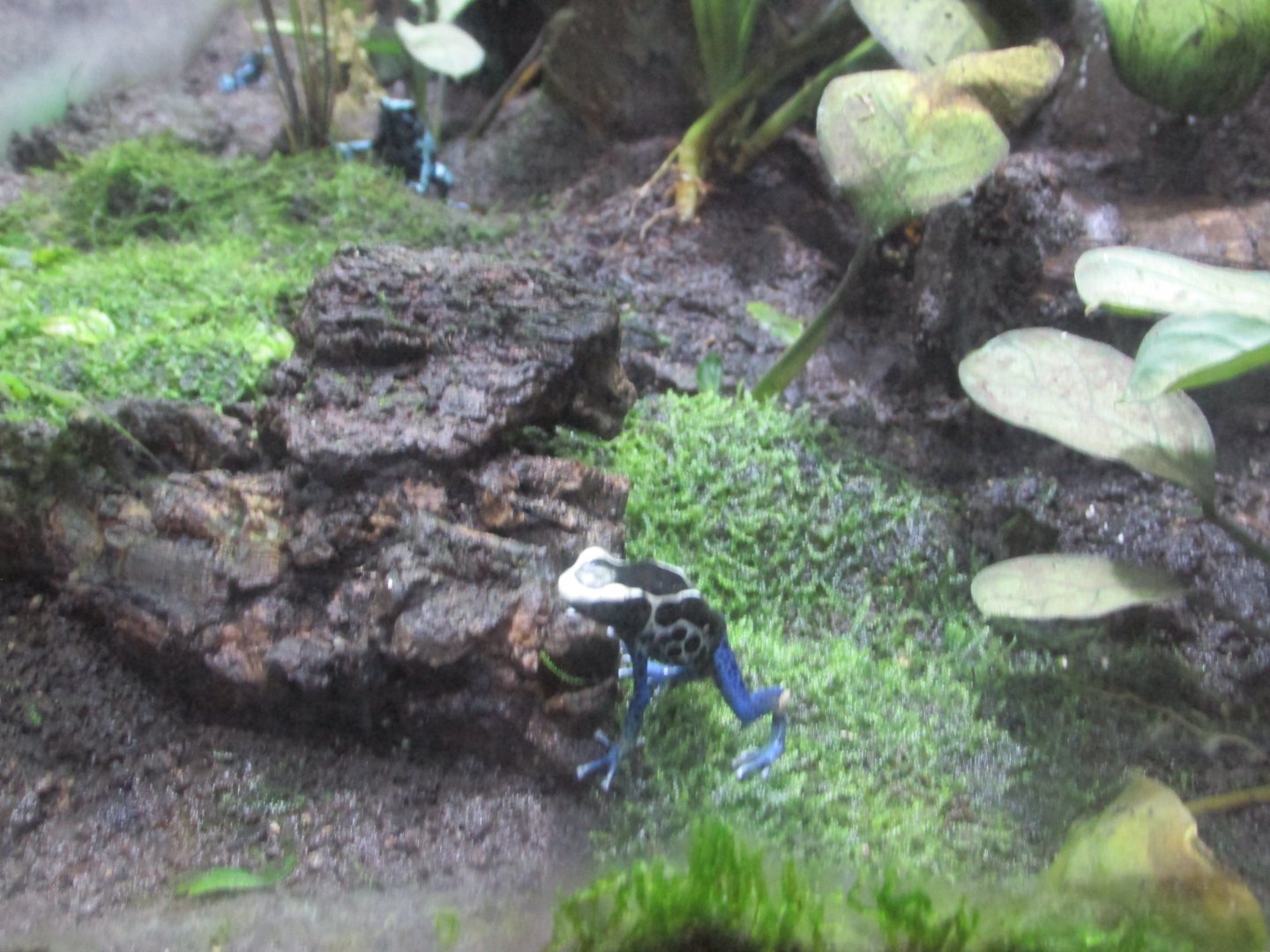 poison dart frog