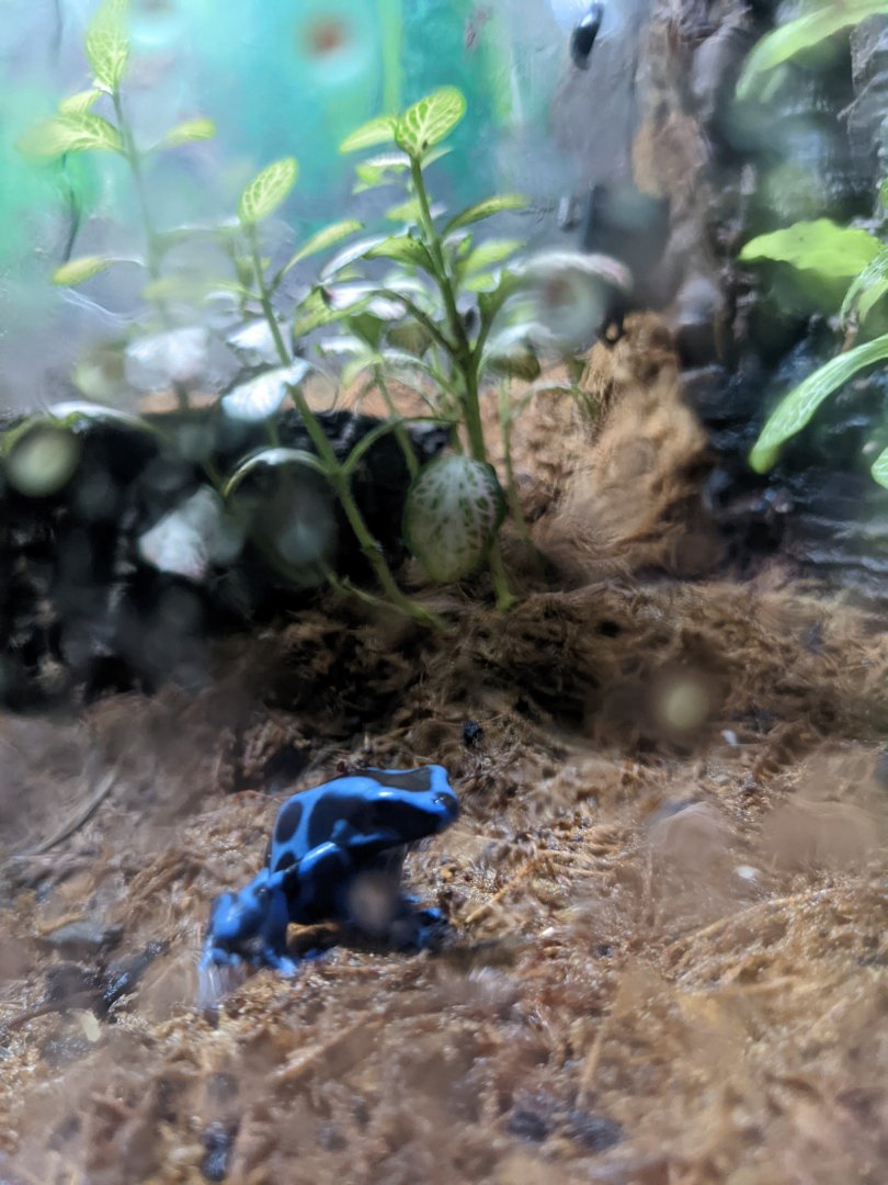 Poison Dart Frog