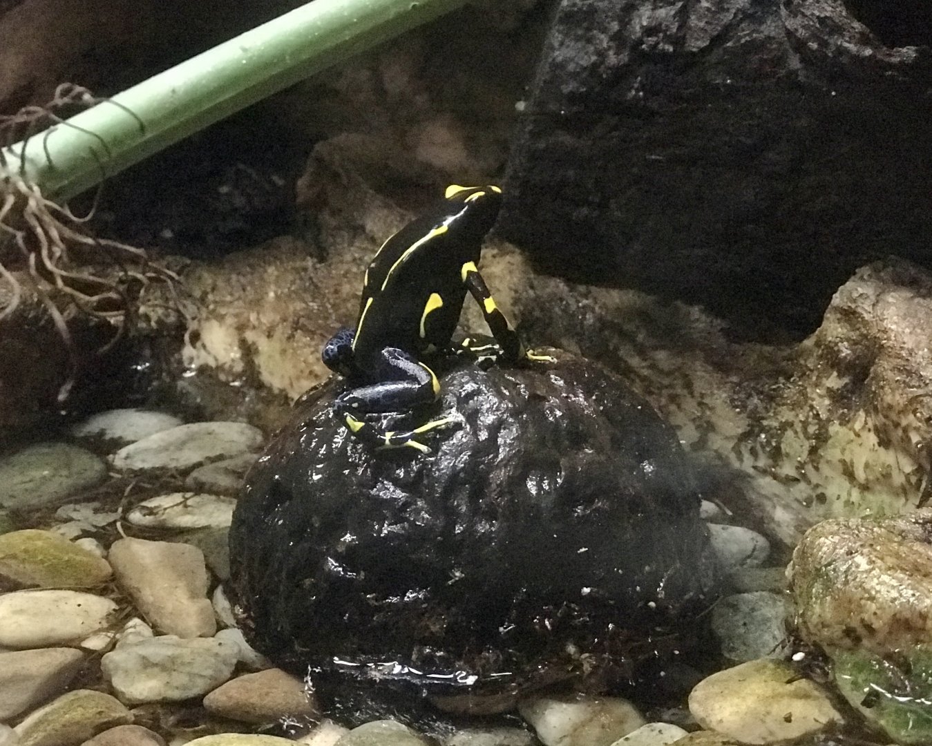 Poison Dart Frog