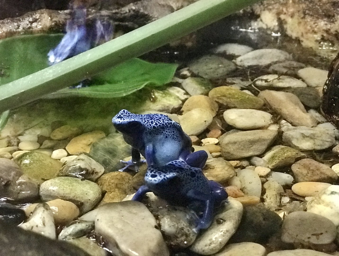 Poison Dart Frog
