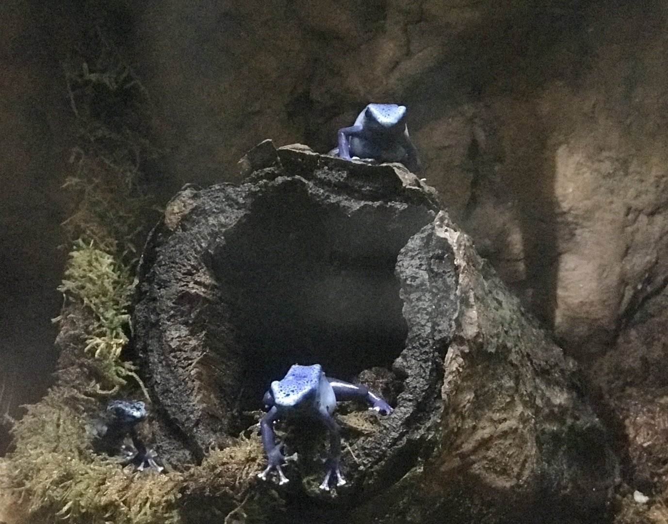 Poison Dart Frog