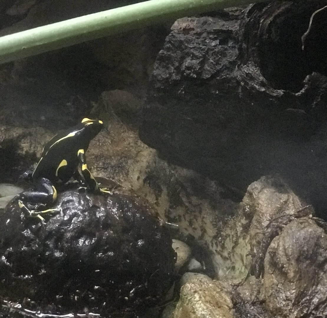 Poison Dart Frog