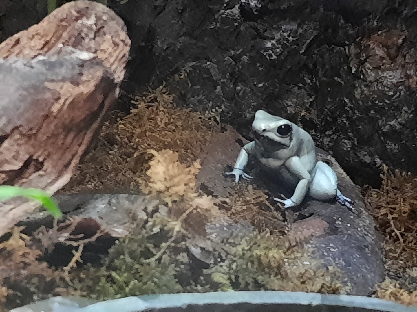 Poison Dart Frog