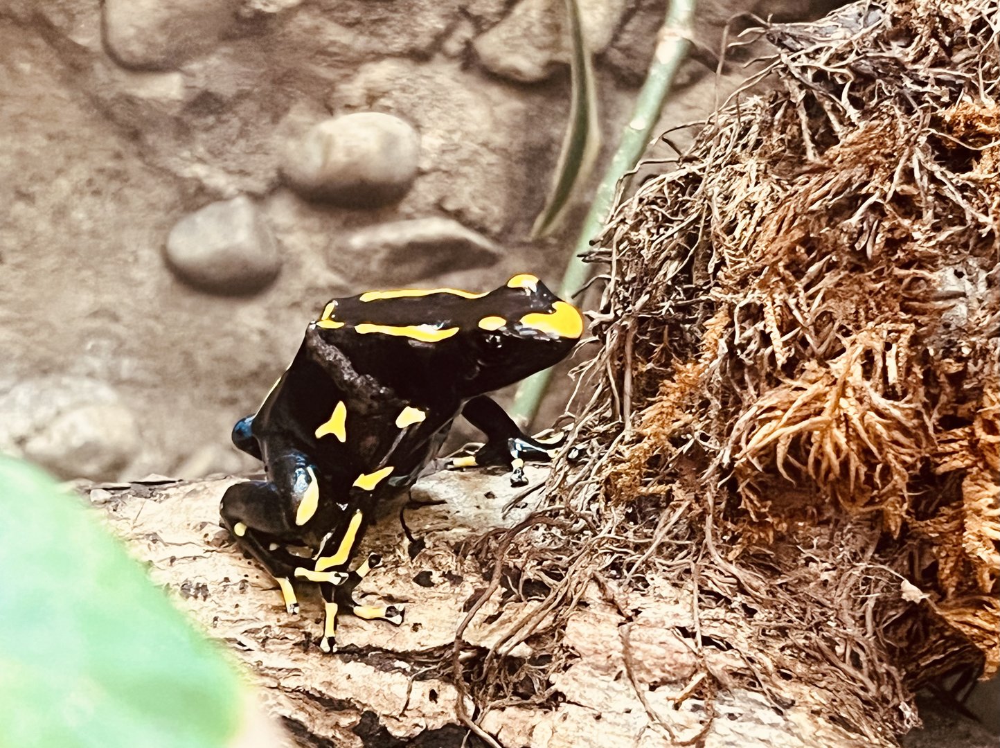 Poison Dart Frog