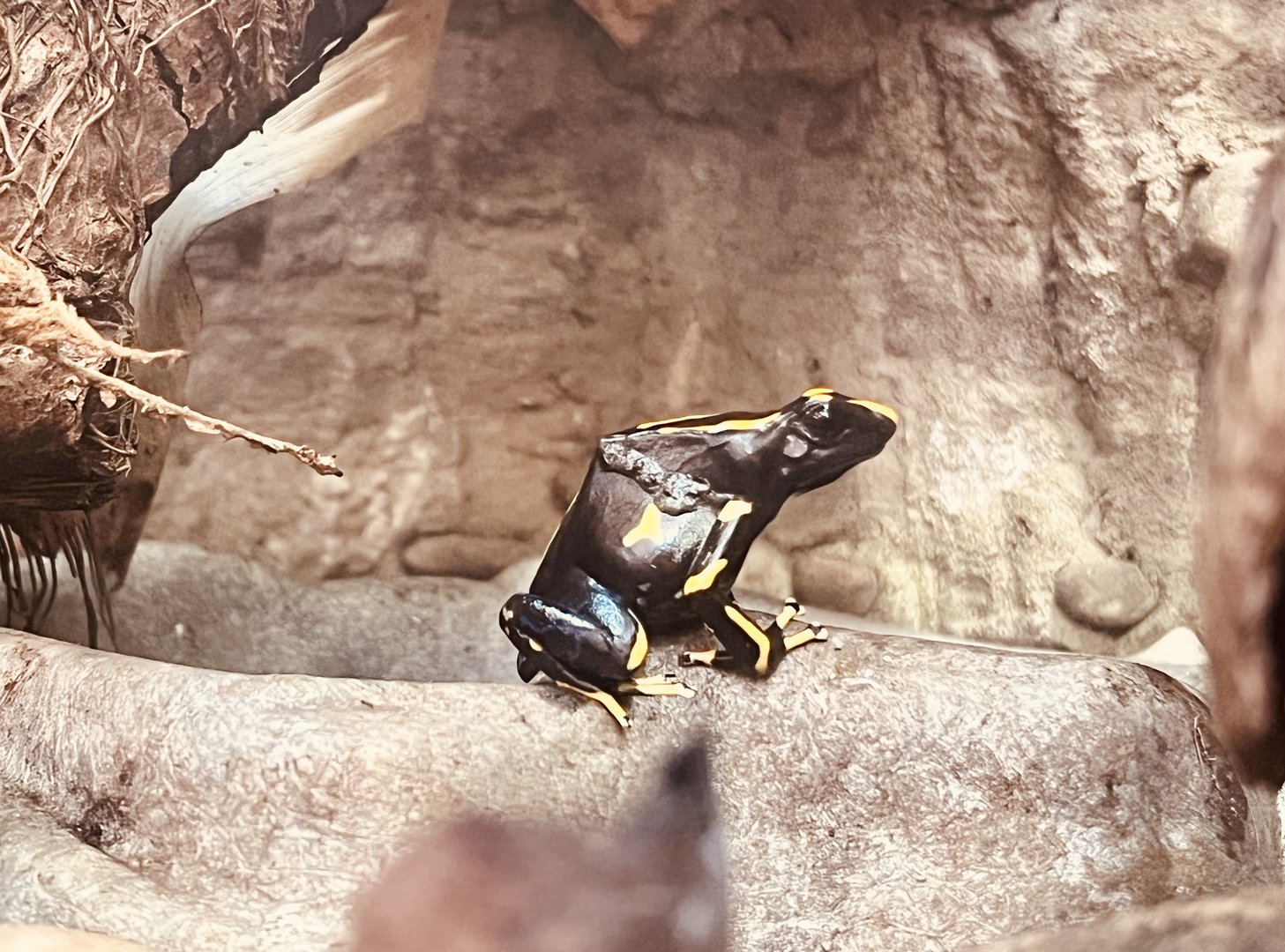 Poison Dart Frog