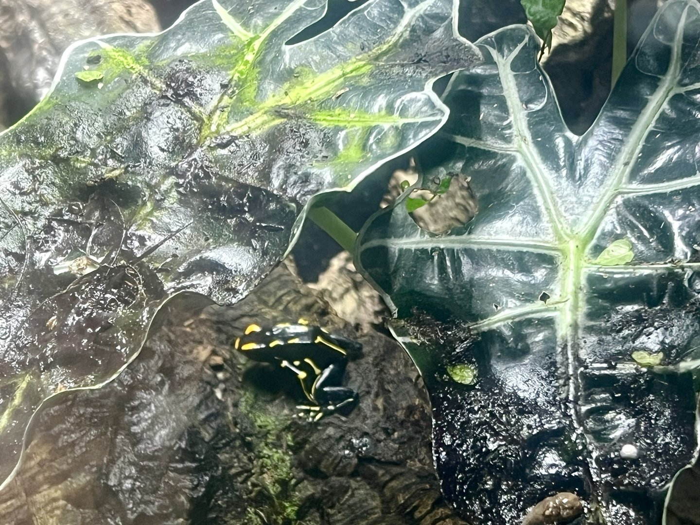 Poison Dart Frog