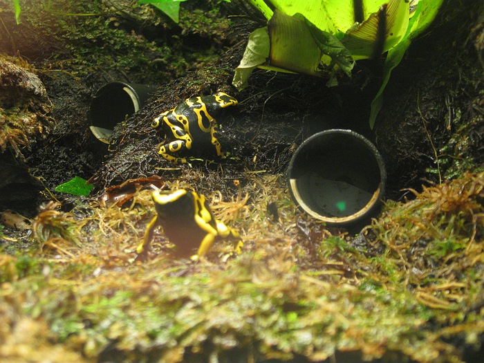 Poison dart frog