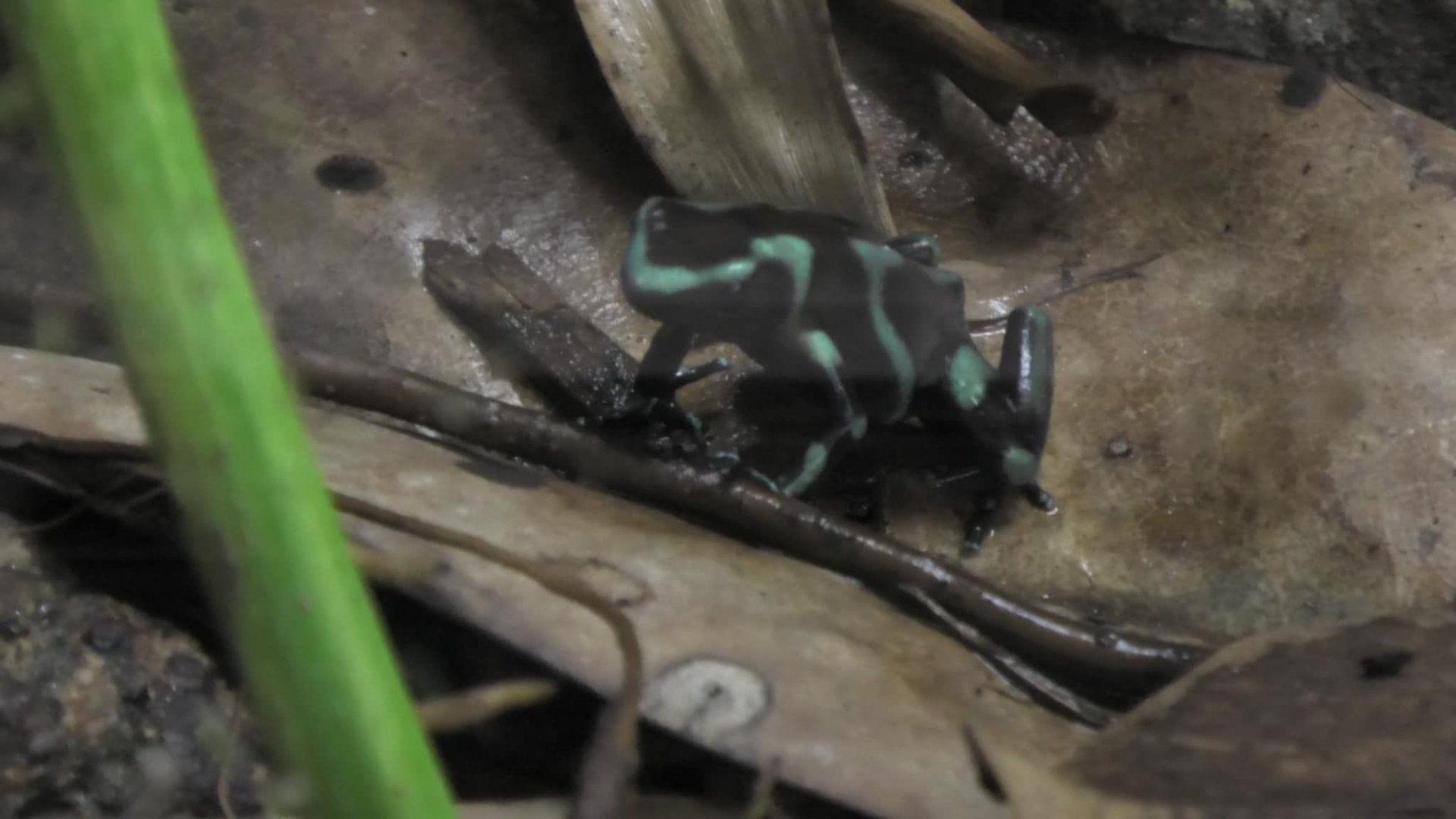 Poison dart frog