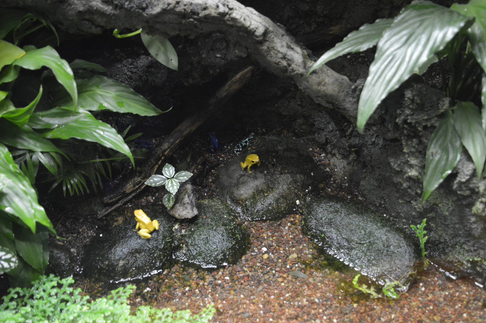 Poison dart frogs 031215
