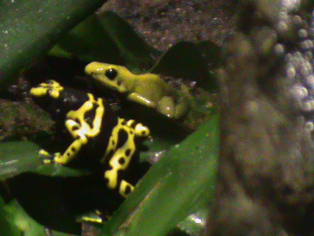 poison dart frogs 211010