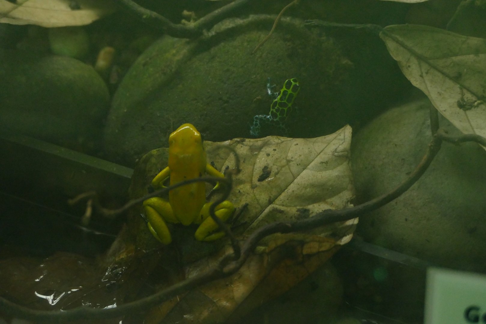 Poison dart frogs, Amphibian Ark, May 2021