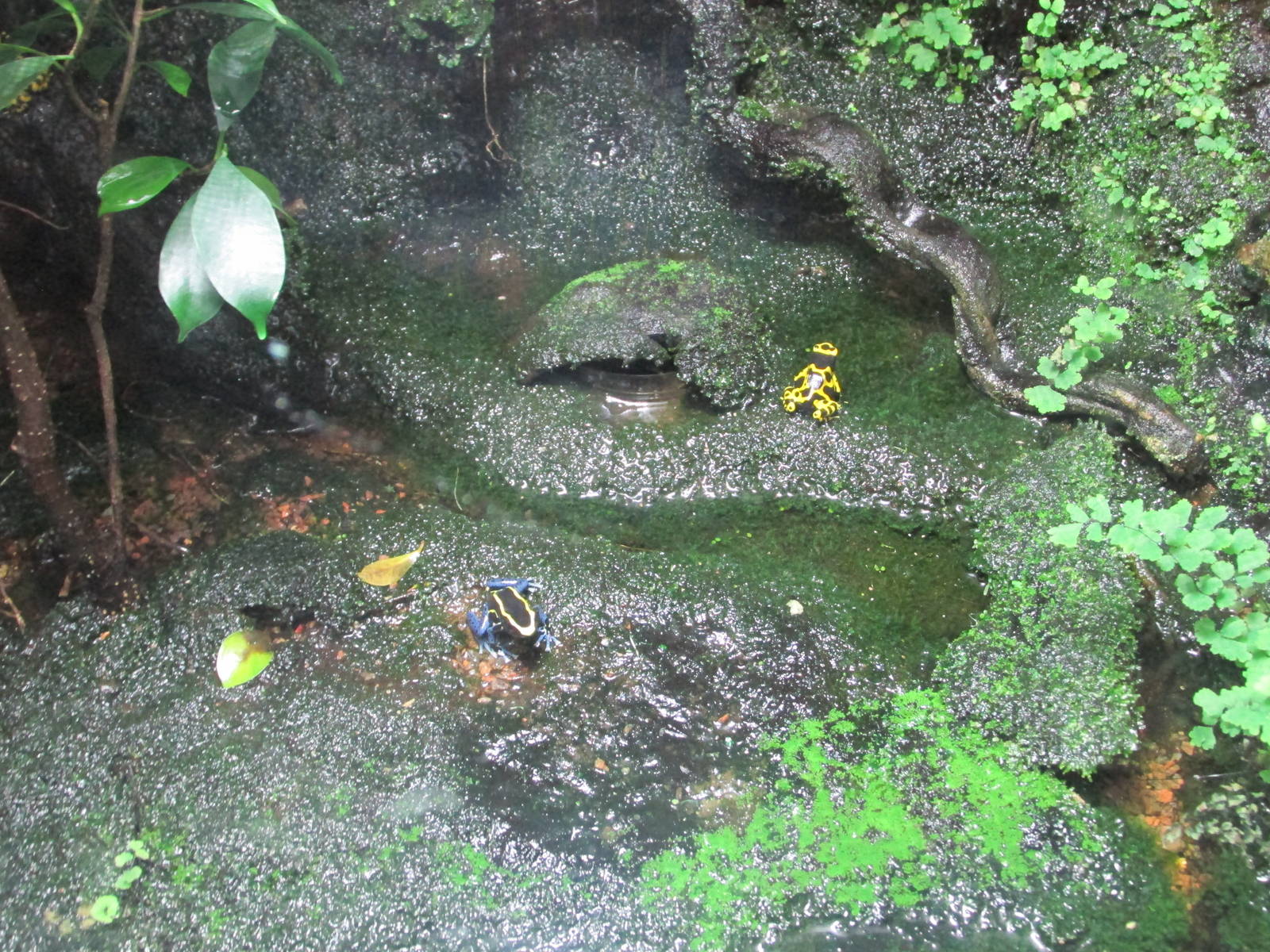 poison dart frogs barcelona aquarium