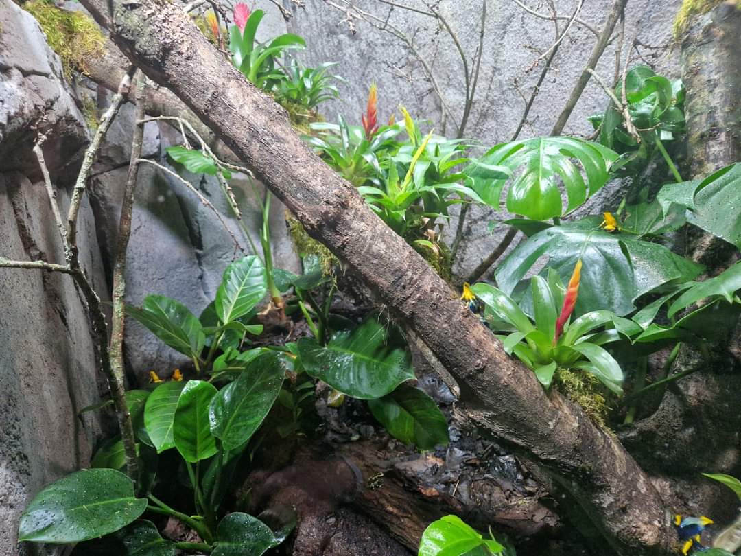Poison dart frogs exhibit