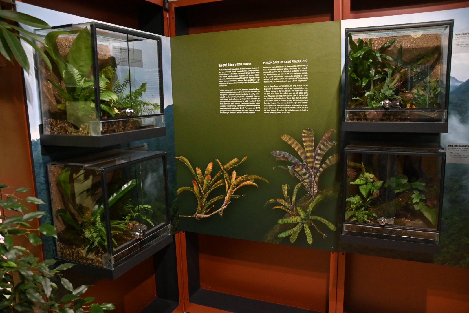 Poison Dart Frogs exhibiton