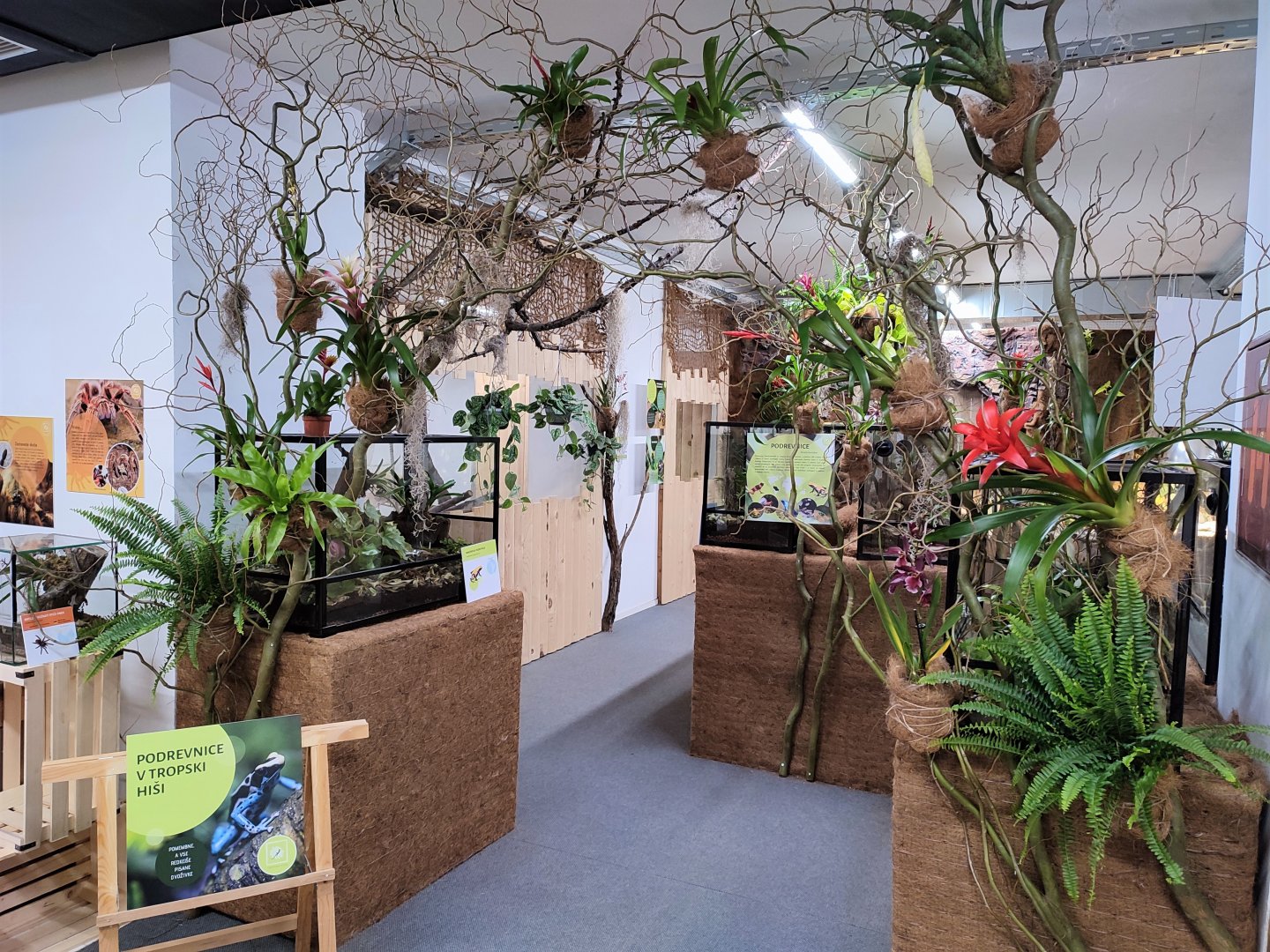 Poison Dart Frogs in Tropical House