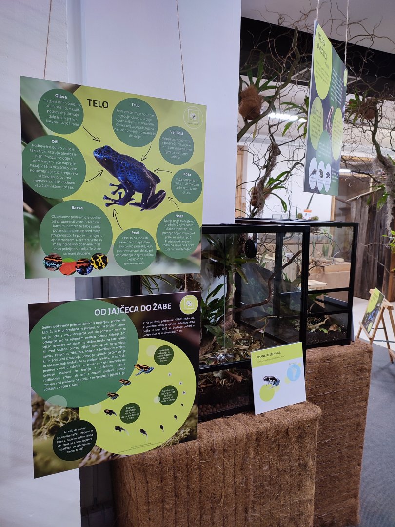 Poison Dart Frogs in Tropical House