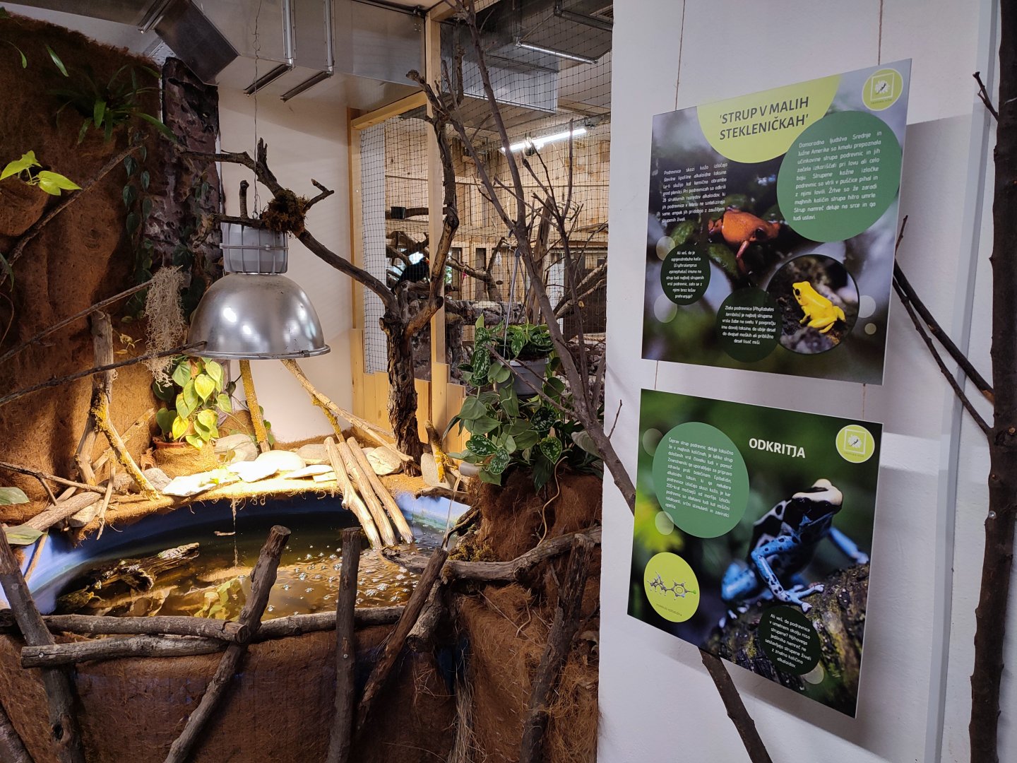 Poison Dart Frogs in Tropical House