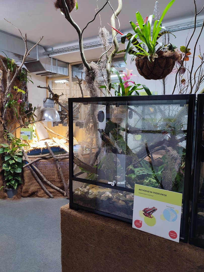 Poison Dart Frogs in Tropical House