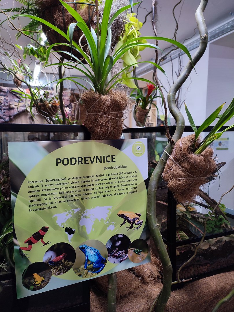 Poison Dart Frogs in Tropical House