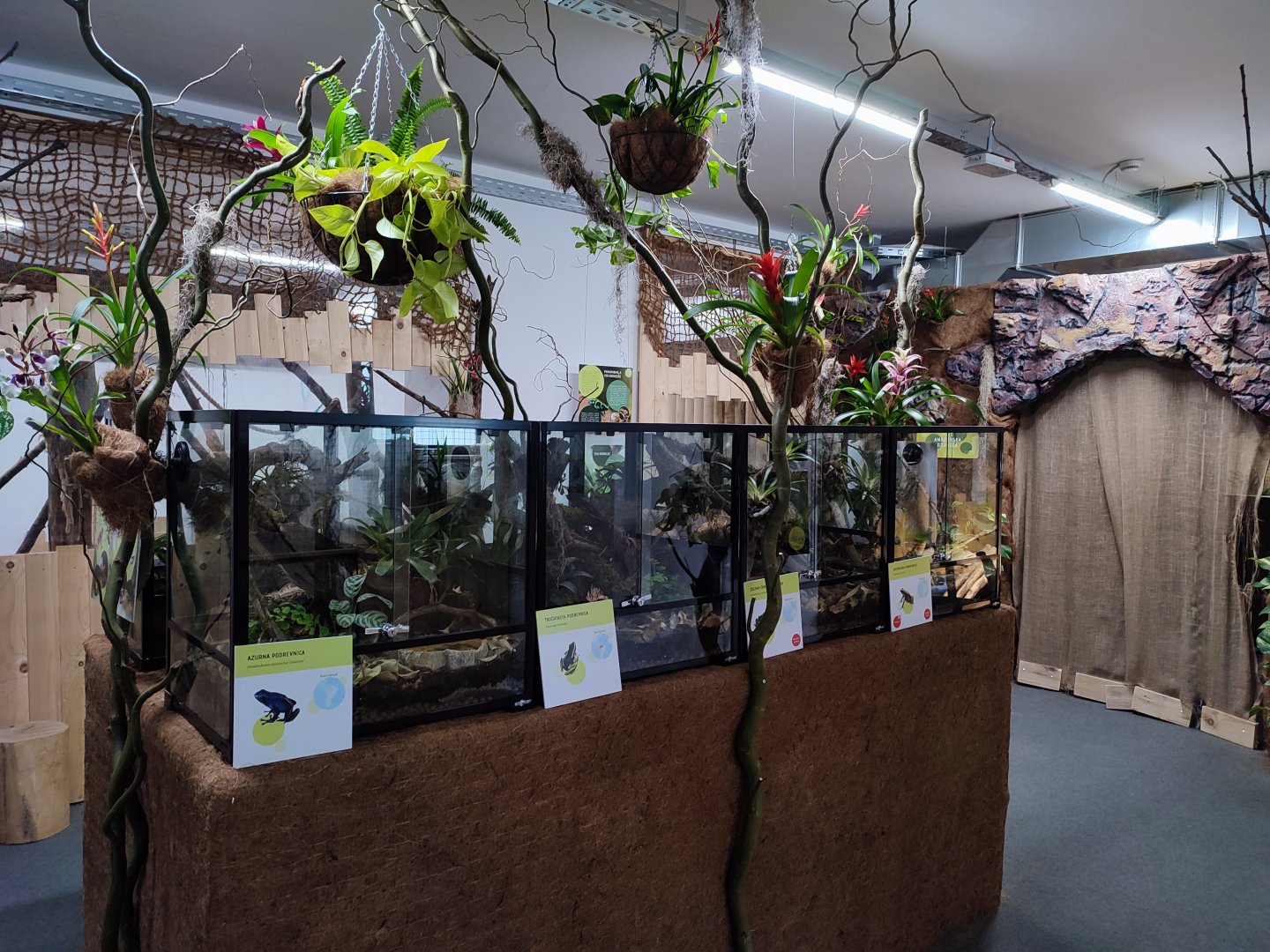 Poison Dart Frogs in Tropical House