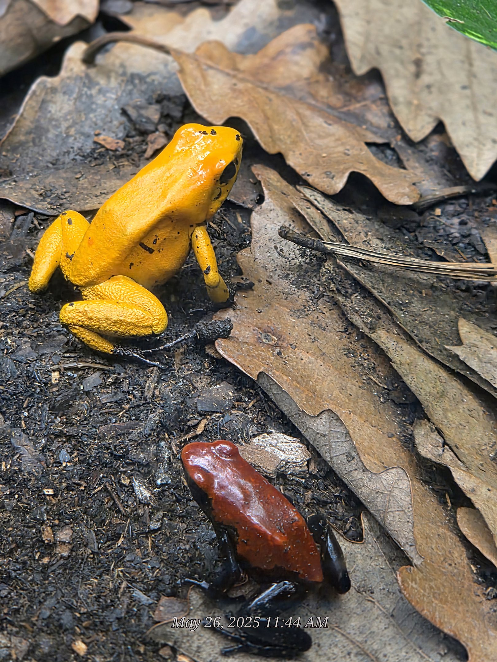 Poison Dart Frogs  - Riverbanks Zoo