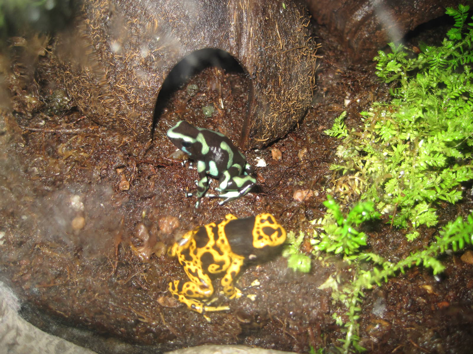 Poison Dart Frogs