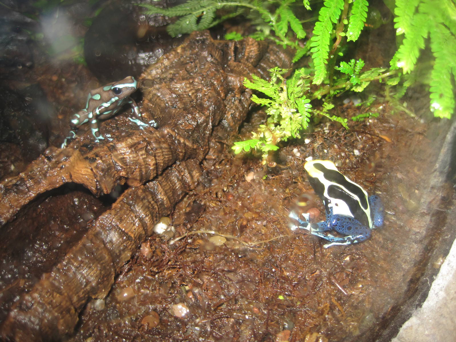 Poison Dart Frogs