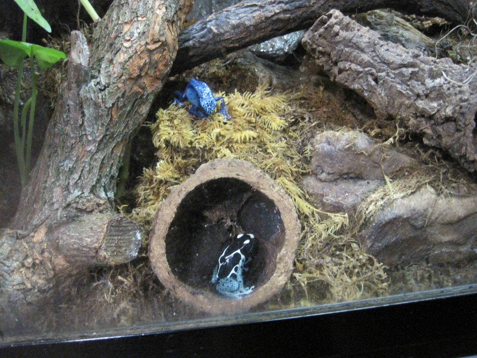 Poison Dart Frogs