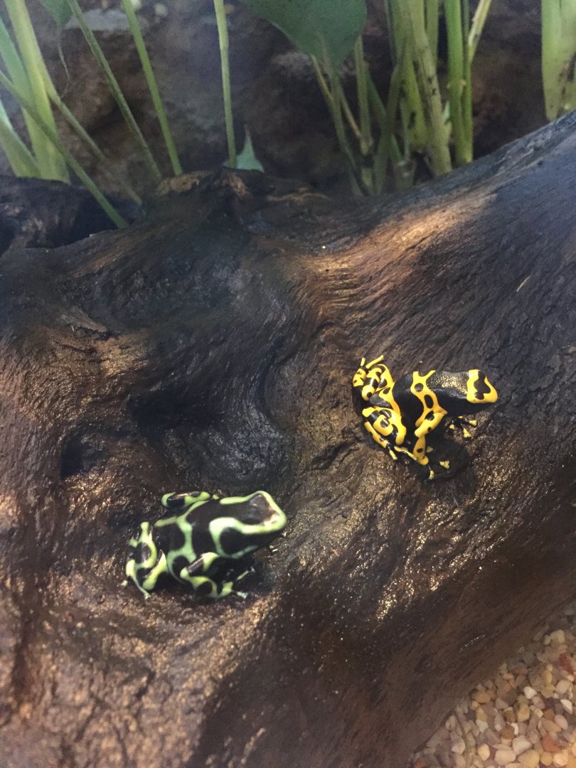 Poison Dart Frogs