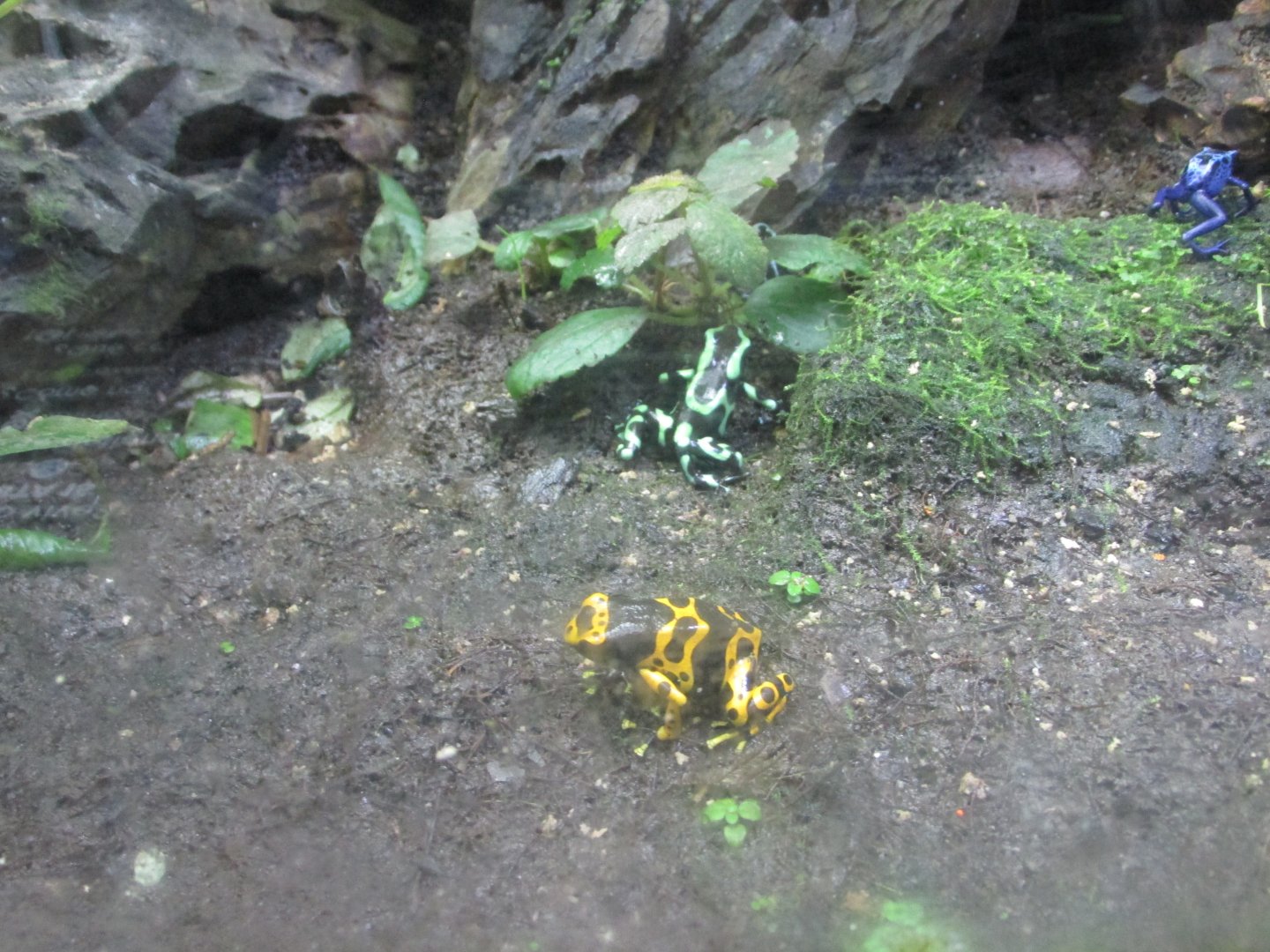 poison dart frogs