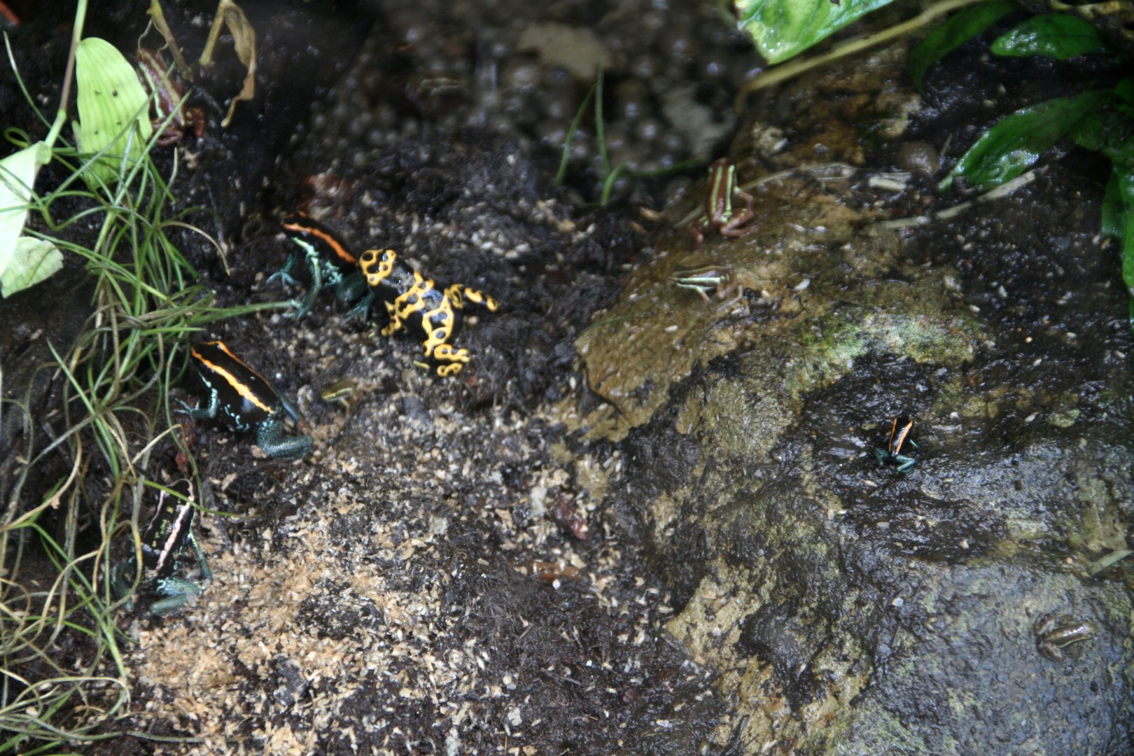 Poison dart frogs