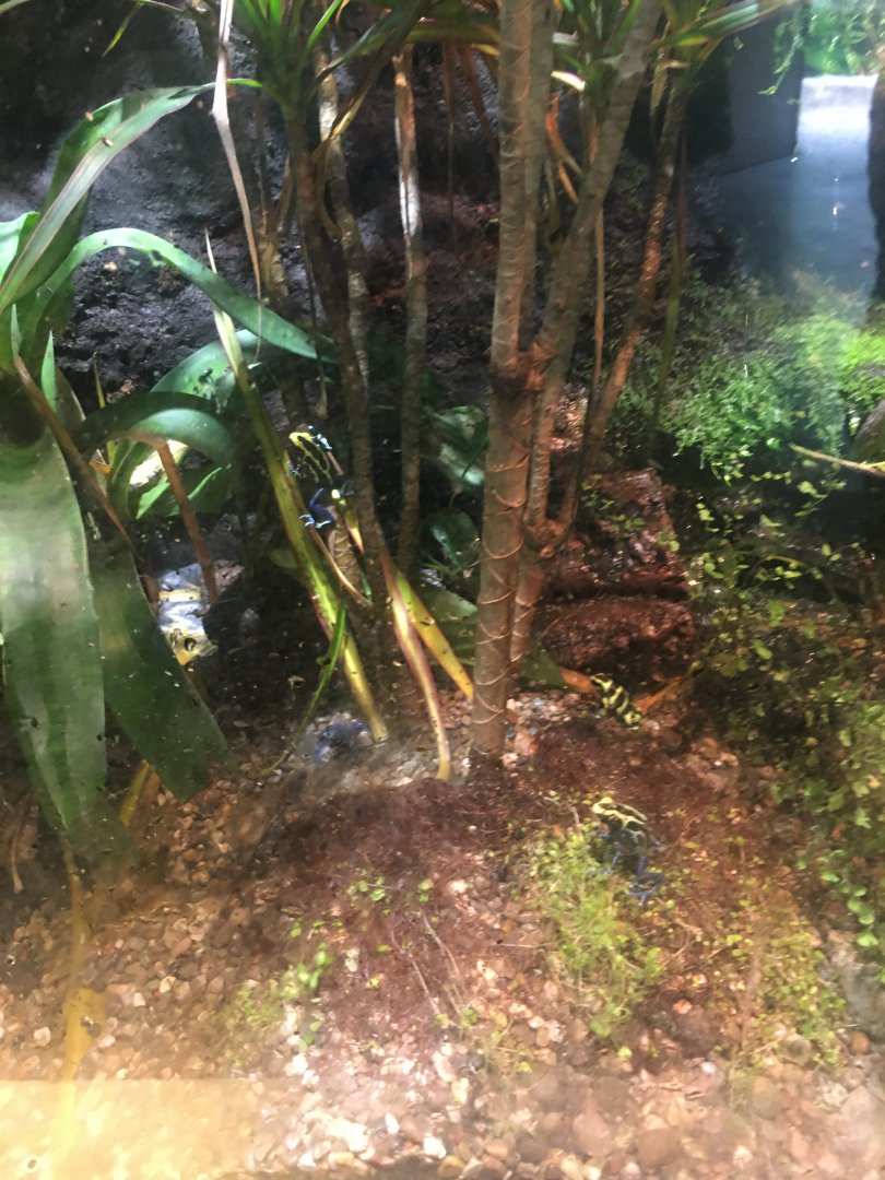 Poison Dart Frogs