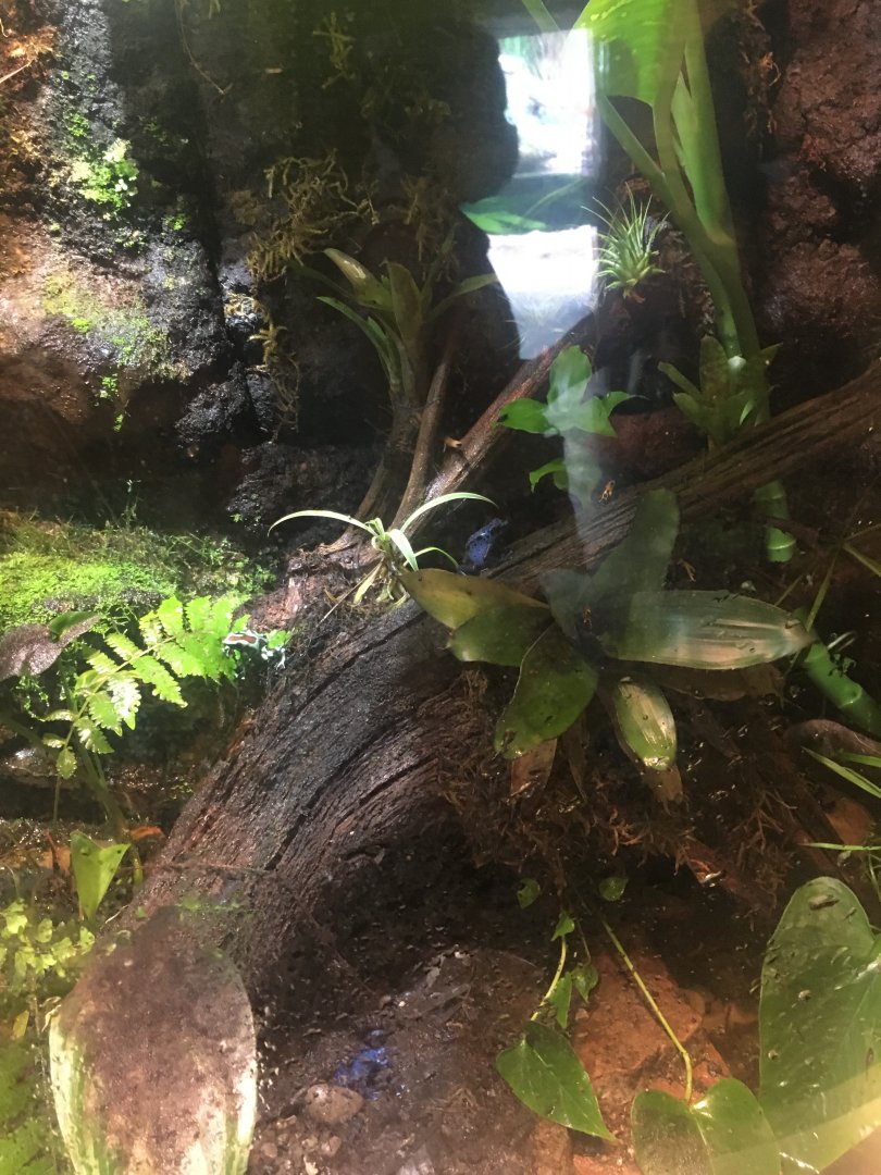 Poison Dart Frogs
