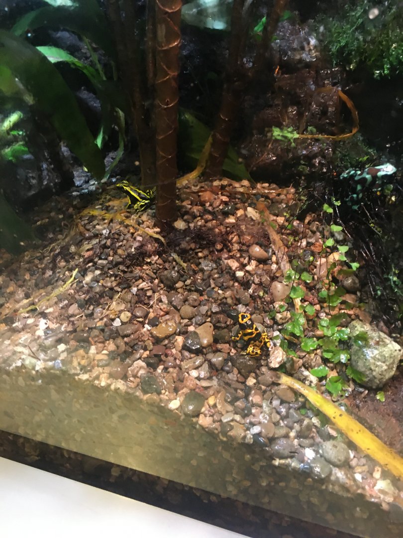 Poison Dart Frogs
