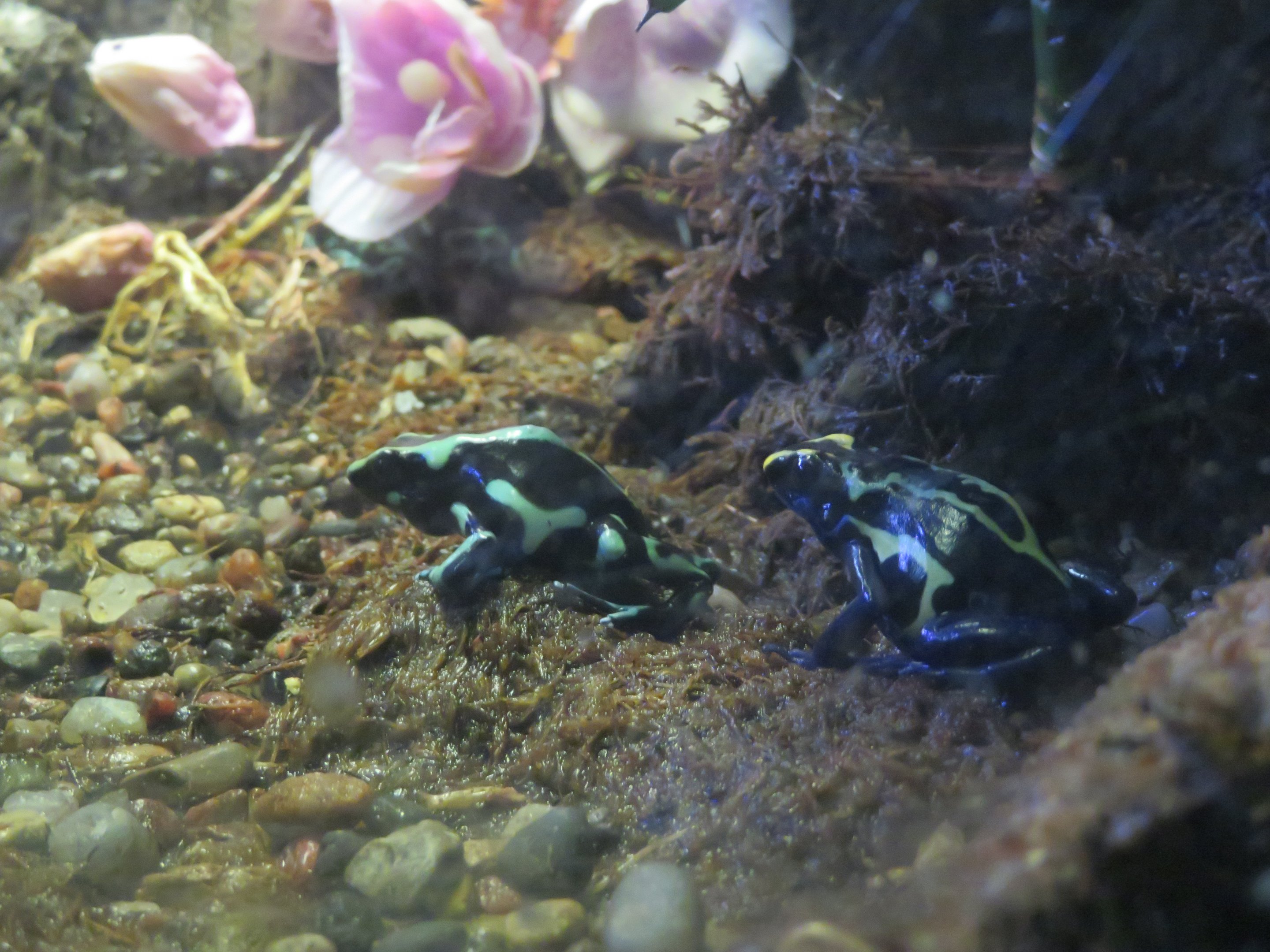 Poison Dart Frogs