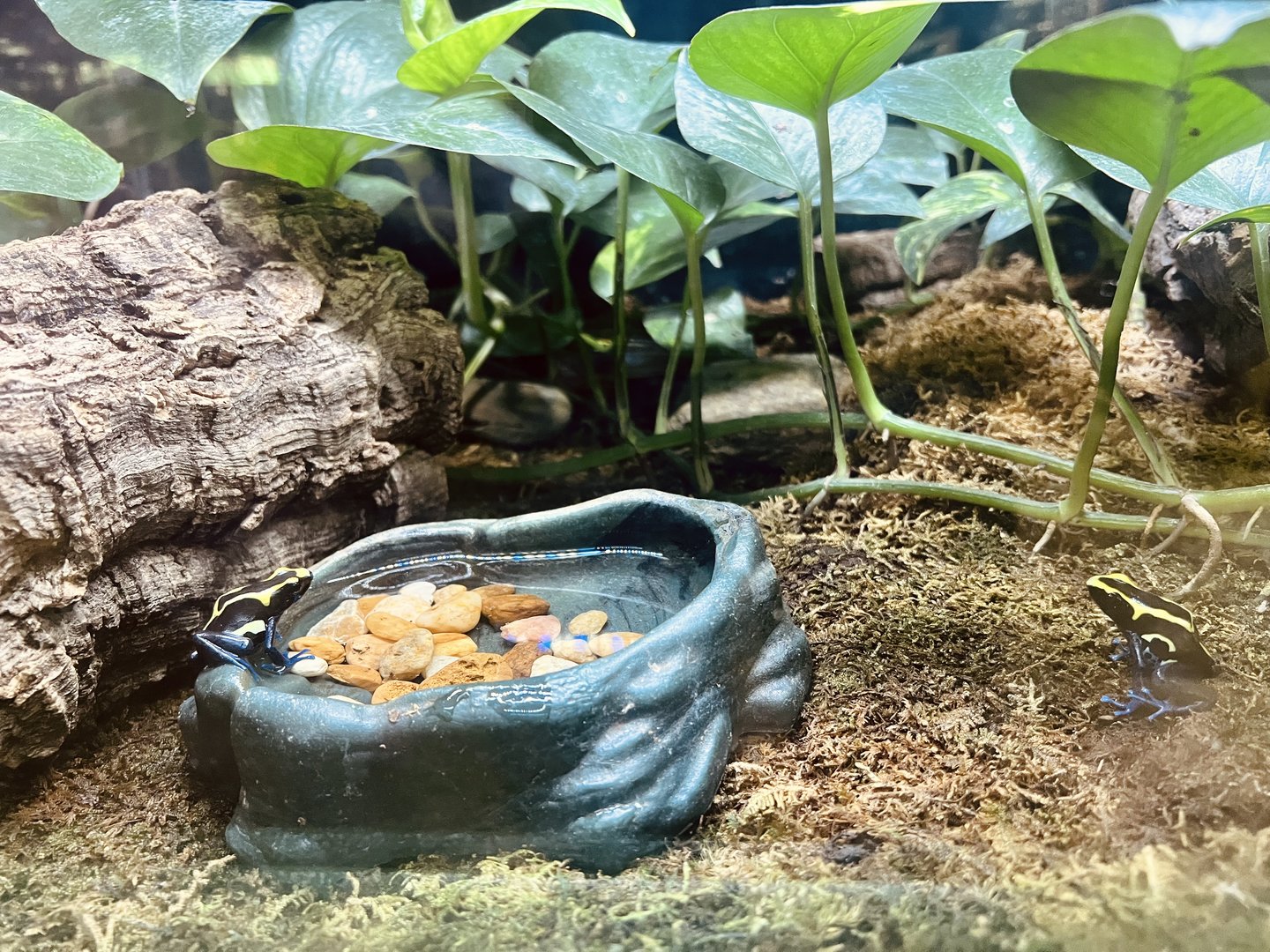 Poison Dart Frogs
