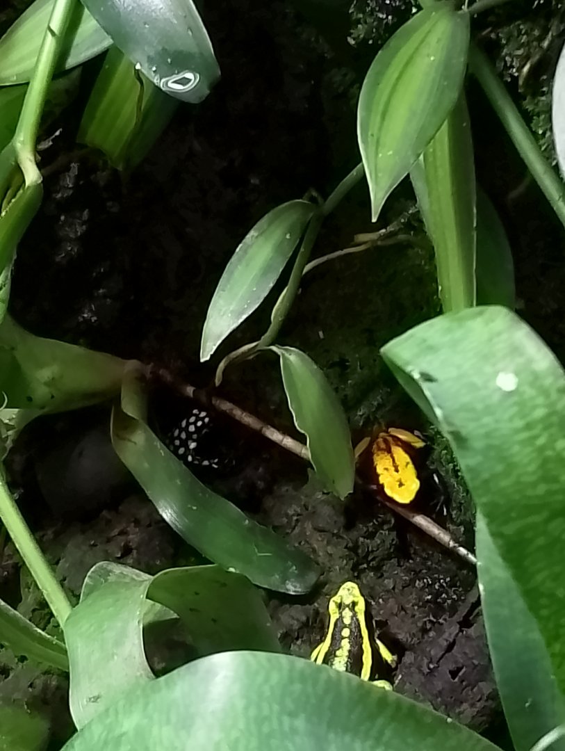 Poison dart frogs