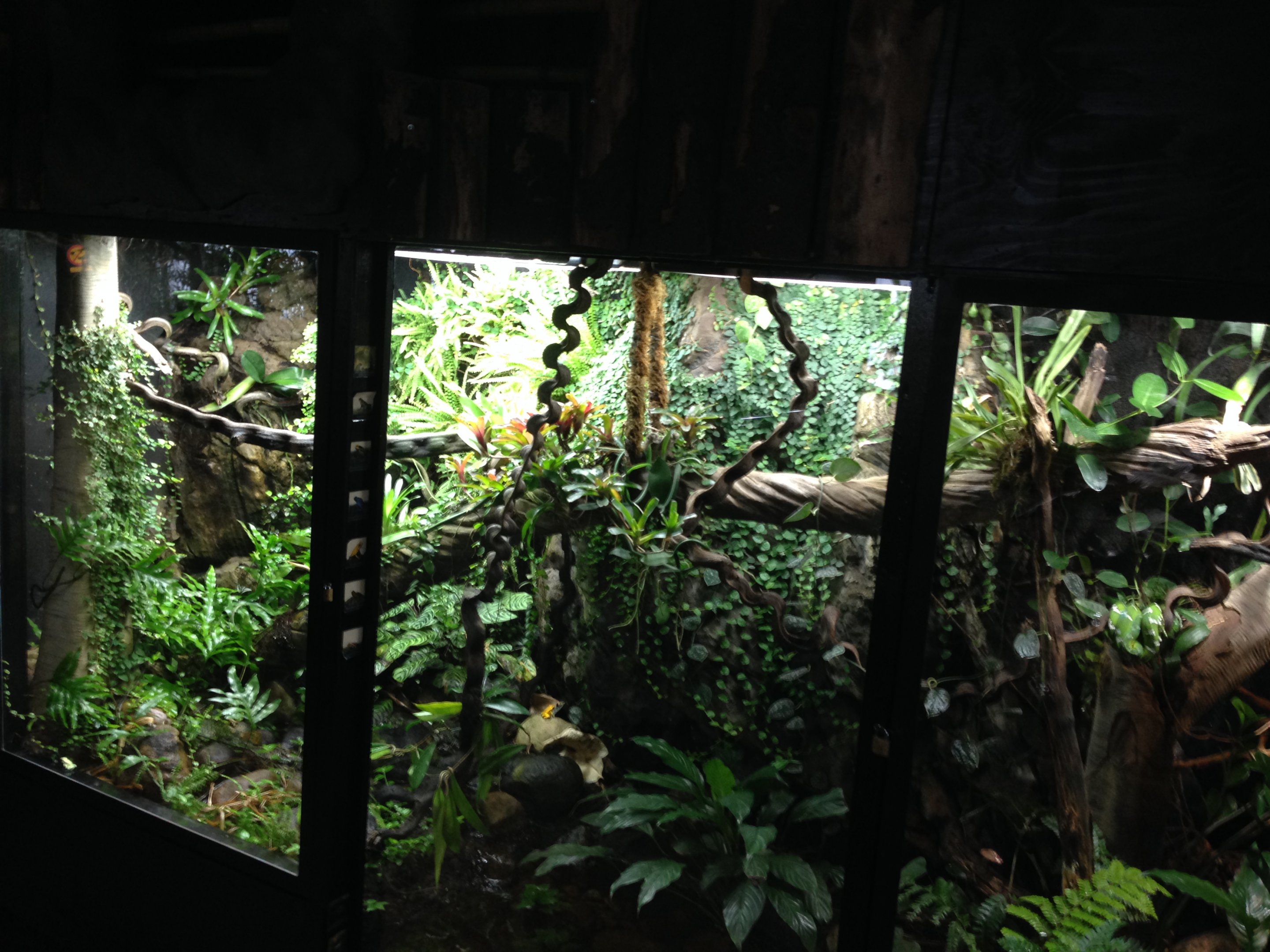 Poison dartfrogs 2016