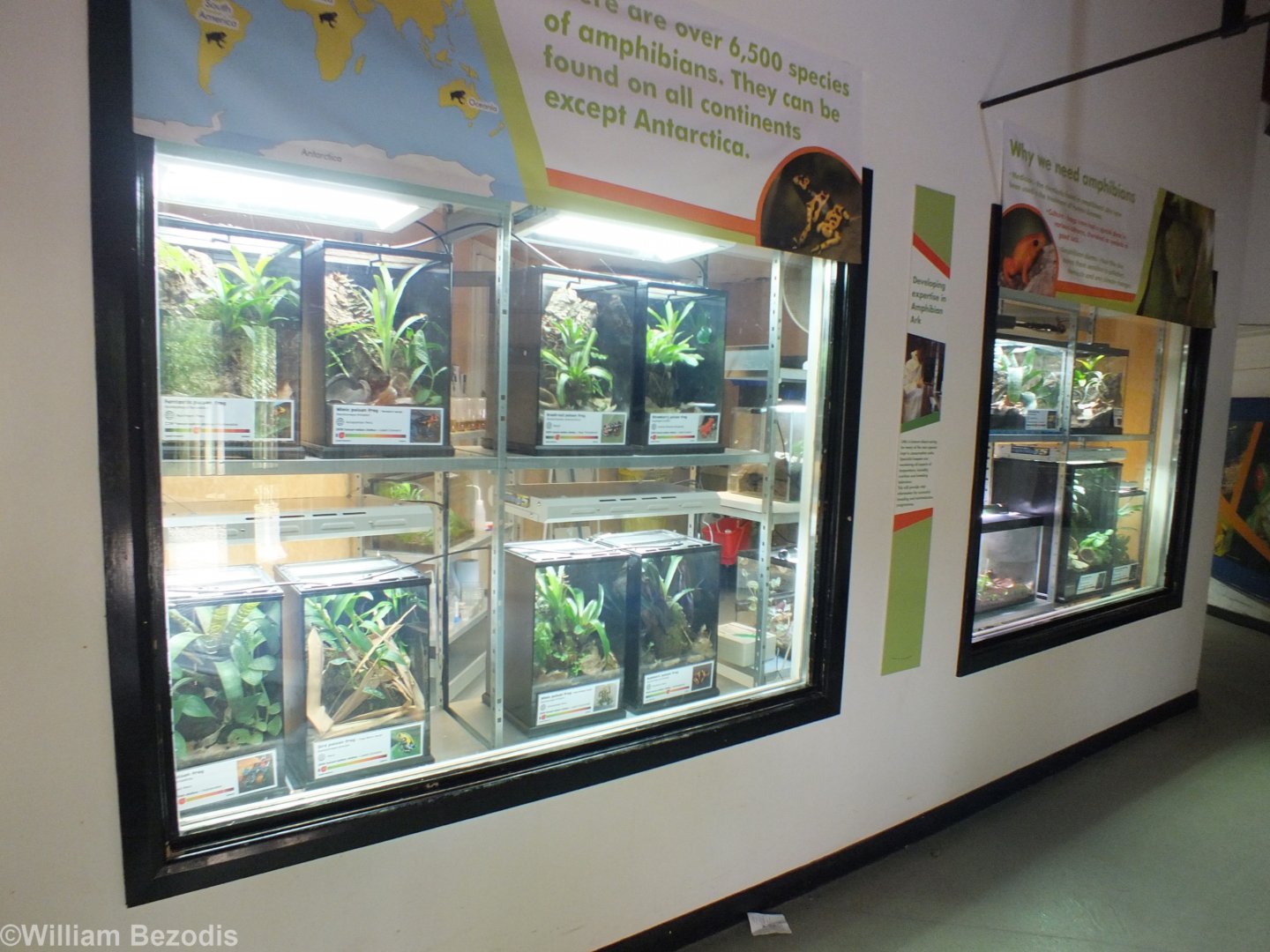Poison Frog Enclosures