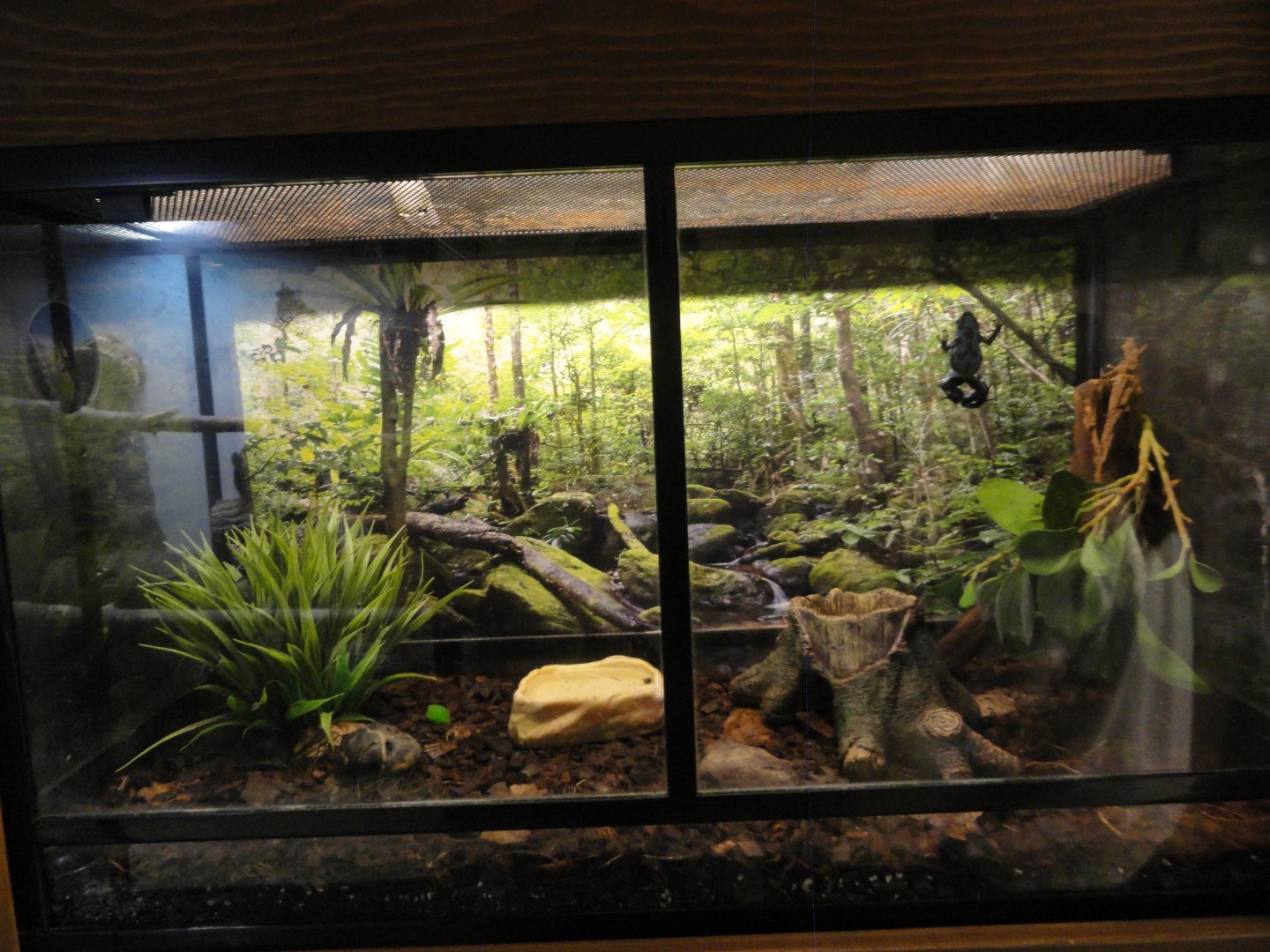 Poison Frog Exhibit