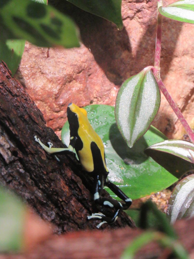 Poison frog ID?
