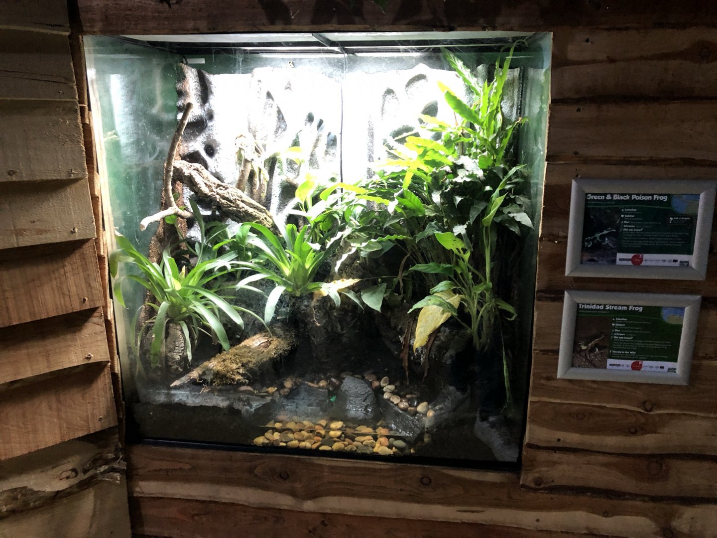 Poison Frog Vivarium at Northumberland Country Zoo (September 2021)